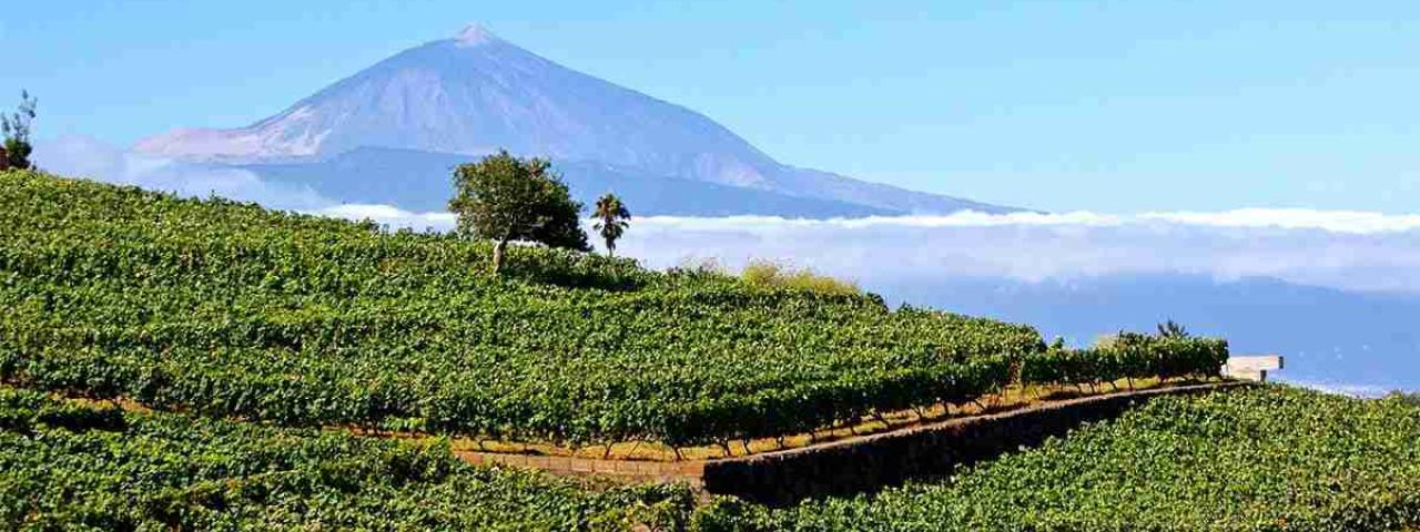 El gobierno municipal (PSOE, PP y CC) se abstiene en la moción presentada por Somos Tacoronte, sobre las filoxera, mientras el viñedo local sigue en riesgo