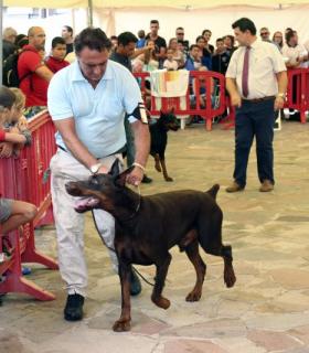 El casco de Guía se llena este domingo de artesanía por la XXXV edición de su feria. · foto 11