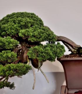 Exposición de Bonsáis en Tacoronte · foto 6