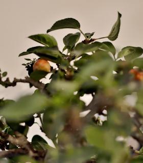 Exposición de Bonsáis en Tacoronte · foto 5