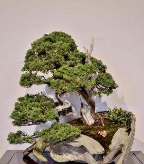 Exposición de Bonsáis en Tacoronte · foto 8