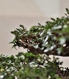 Exposición de Bonsáis en Tacoronte · foto 3