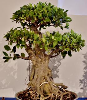 Exposición de Bonsáis en Tacoronte · foto 10