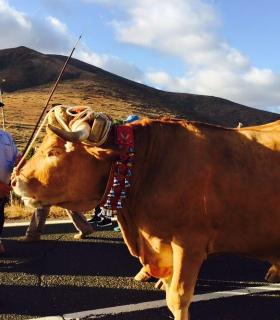 Antigua participa con la única carreta tirada por vacas en la Romería a la Peña. · foto 3