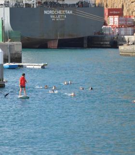 Celebrada la tercera edición deportiva de la travesía a nado Isla de La Palma. · foto 4