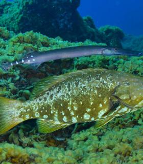 Abierto el periodo de inscripción para el 20 Open Fotosub de la Biodiversidad isla de El Hierro. · foto 1