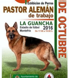 Exhibición de perros Pastor Alemán de trabajo, este viernes en La Guancha. · foto 1