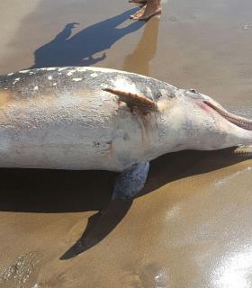 Un delfín mular 2,55 metros aparece varado en la costa granadillera. · foto 2
