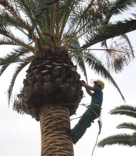 Limpieza y embellecimiento de calles y plazas de Antigua. · foto 4