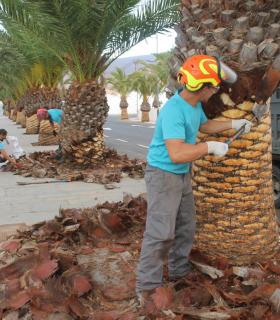 Limpieza y embellecimiento de calles y plazas de Antigua. · foto 1