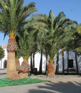 Limpieza y embellecimiento de calles y plazas de Antigua. · foto 3