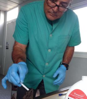 Los lagartos gigantes de El Hierro se someten a entrenamiento antidepredador. · foto 1