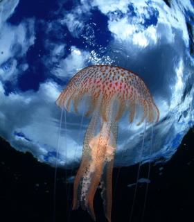 20 años promocionando los fondos marinos de El Hierro. · foto 3