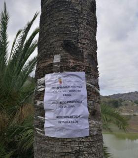 Arucas acomete la tala de siete palmeras afectadas por Opongona Sacchari. · foto 2