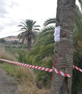 Arucas acomete la tala de siete palmeras afectadas por Opongona Sacchari. · foto 1