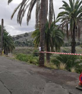 Arucas acomete la tala de siete palmeras afectadas por Opongona Sacchari. · foto 3
