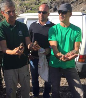 El Cabildo de El Hierro ha soltado 46 ejemplares de Lagarto Gigante en su hábitat natural · foto 3