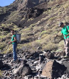 El Cabildo de El Hierro ha soltado 46 ejemplares de Lagarto Gigante en su hábitat natural · foto 2