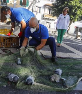El Ayuntamiento de Las Palmas de G.C captura a más de 11.000 palomas dentro de las campañas de control demográfico de aves en la ciudad. · foto 3