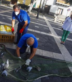 El Ayuntamiento de Las Palmas de G.C captura a más de 11.000 palomas dentro de las campañas de control demográfico de aves en la ciudad. · foto 2