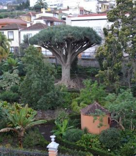 El Ayuntamiento firma convenio con el Instituto Canario de Investigaciones Agrarias para ampliar horario de la Hijuela del Botánico en La Orotava. · foto 2