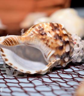 Tacoronte se muestra. 1ª Feria de Turrones, Vinos y Gastronomía · foto 49