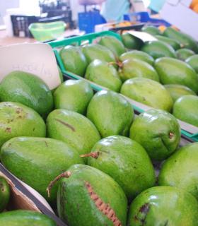 La Feria del Aguacate de Mogán dobla la producción en su segunda edición con 6.000 kilos de aguacates vendidos. · foto 4