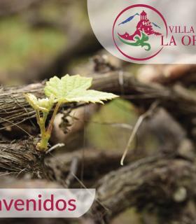 La Orotava se promociona en el propio municipio con imágenes que muestran sus encantos y espacios emblemáticos. · foto 7