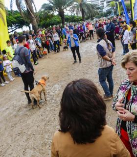 La primera carrera solidaria Perro-Amo de Las Palmas de Gran Canaria se celebra con gran éxito de participación. · foto 6