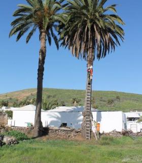 Haría apuesta por la conservación de su Palmeral. · foto 2