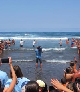 Los Realejos Actúa Verde devuelve al mar a tres tortugas tras el tratamiento de sus lesiones. · foto 1