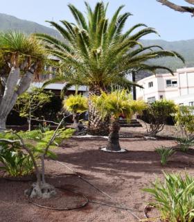 El Ayuntamiento de La Frontera acondiciona los jardines del Municipio. · foto 2