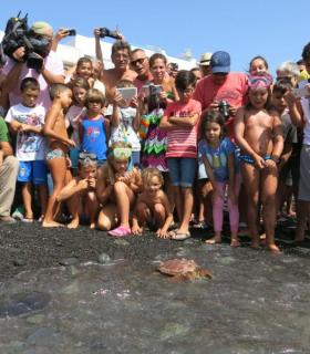 Una tortuga boba vuelve al mar de la mano de las IV Jornadas del Litoral y Medioambiente de Pozo. · foto 2