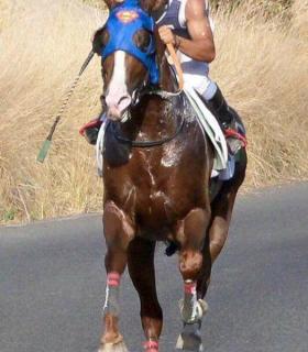 Güímar acogió una gran carrera de caballos. · foto 1