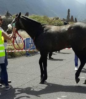 Güímar acogió una gran carrera de caballos. · foto 2