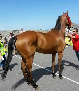 Güímar acogió una gran carrera de caballos. · foto 3