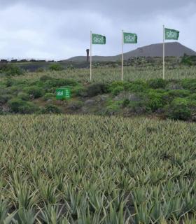 Aloe Plus Lanzarote celebra diez años impulsando el ‘Aloeturismo’ en Canarias. · foto 1