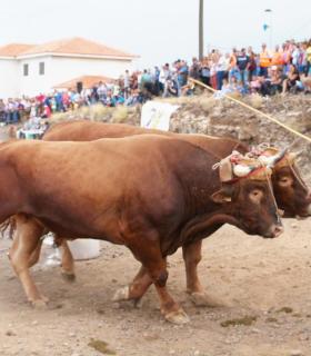 Un millar de romeros se cita en El Chorrillo para honrar a San Isidro y a Santa María de la Cabeza. · foto 4
