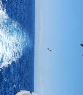 La Armada simula el rescate de un submarino turístico en aguas de Mogán. · foto 2