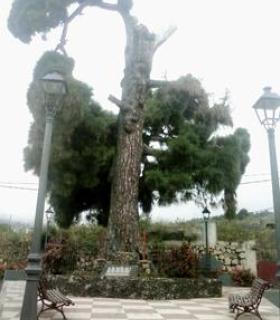 Preservar el Drago Milenario, el Pino de Buen Paso y el Drago de San Antonio, objetivos del Comité Científico del Drago de Icod. · foto 2