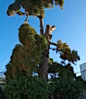 Preservar el Drago Milenario, el Pino de Buen Paso y el Drago de San Antonio, objetivos del Comité Científico del Drago de Icod. · foto 1