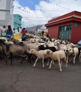 Caideros exalta la identidad canaria en la celebración de la Fiesta de La Lana. · foto 5
