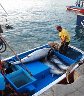 La flota pesquera de Mogán cierra la campaña de 2017 con más de 26.000 kilos de atún rojo capturados. · foto 3