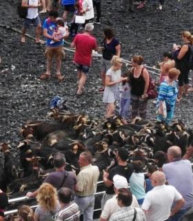 El baño de las cabras revive su tradición en el muelle del Puerto de la Cruz. · foto 1