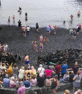El baño de las cabras revive su tradición en el muelle del Puerto de la Cruz. · foto 3