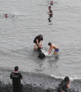 El baño de las cabras revive su tradición en el muelle del Puerto de la Cruz. · foto 2