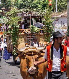 Tacoronte celebra con gran participación una nueva edición de su romería en honor a San Isidro Labrador. · foto 5