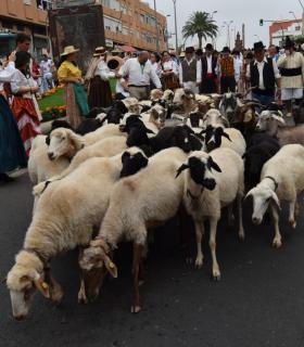 Gáldar celebró con devoción su Romería en honor a Santiago. · foto 1