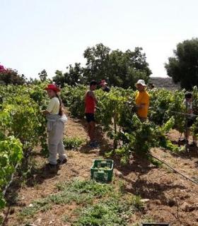 La primera vendimia de nuestro Archipiélago es Canary Wine. · foto 2