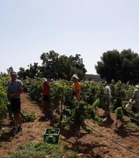 La primera vendimia de nuestro Archipiélago es Canary Wine. · foto 1
